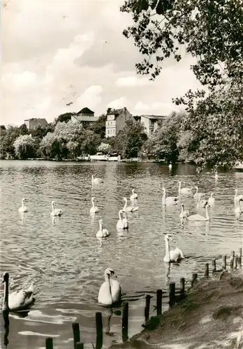 AK / Ansichtskarte  Strausberg_Brandenburg Partie am Straussee Schwaene