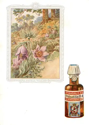 AK / Ansichtskarte  Medizin Dr. Madaus homoeopathische Heilmittel Pulsatilla D4