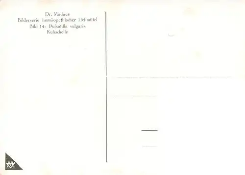 AK / Ansichtskarte 73927111 Medizin Dr. Madaus homoeopathische Heilmittel Pulsatilla D4