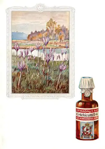 AK / Ansichtskarte  Medizin Dr. Madaus Hooepathischer Heilmittel Cilchicum D4