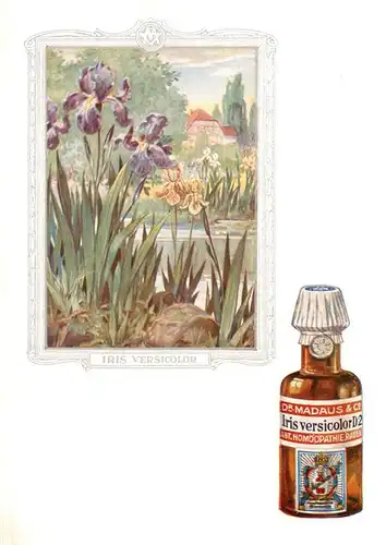 AK / Ansichtskarte 73927117 Medizin Dr. Madaus Hooepathischer Heilmittel  Iris Versicolor D2