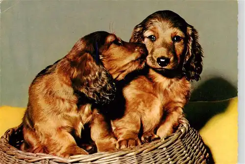 AK / Ansichtskarte  Dackel_Dachshund_Teckel_Hunde_dogs_Chiens_Cani Hunde 