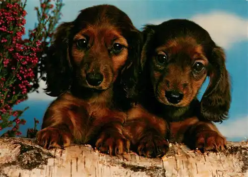 AK / Ansichtskarte  Dackel_Dachshund_Teckel_Hunde_dogs_Chiens_Cani Hunde