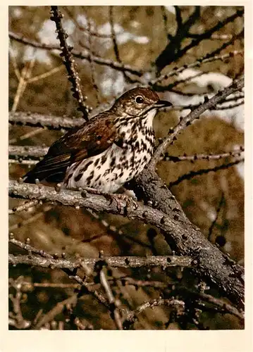 AK / Ansichtskarte  Voegel_Birds_Oiseaux Singdrossel 