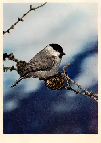 AK / Ansichtskarte  Voegel_Birds_Oiseaux Alpenmeise