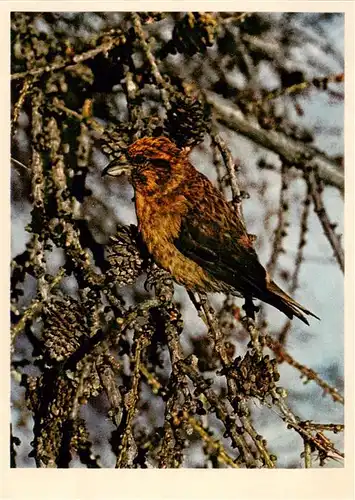 AK / Ansichtskarte  Voegel_Birds_Oiseaux Fichtenkreuzschnabel