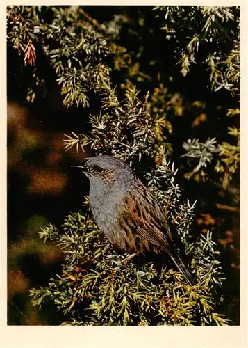 AK / Ansichtskarte  Voegel_Birds_Oiseaux Heckenbraunelle