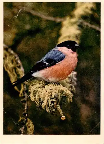 AK / Ansichtskarte  Voegel_Birds_Oiseaux Fringilidae Gimpel