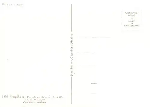 AK / Ansichtskarte  Voegel_Birds_Oiseaux Fringilidae Gimpel