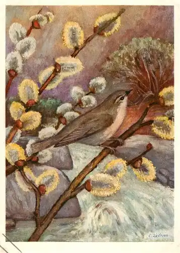 AK / Ansichtskarte  Zeltner_C. Nr. 454 Weidenlaubvogel