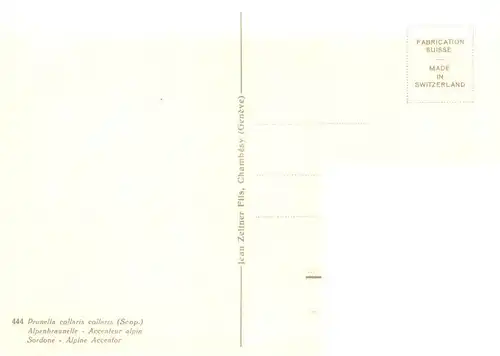 AK / Ansichtskarte  Zeltner_C. Nr. 444 Alpenbraunelle