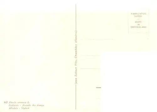 AK / Ansichtskarte  Zeltner_C. Nr. 443 Feldlerche