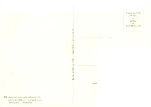 AK / Ansichtskarte  Zeltner_C. Nr. 441 Schwarzkehlchen