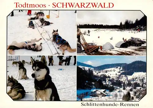 AK / Ansichtskarte  Todtmoos Schlittenhunde Rennen Panorama