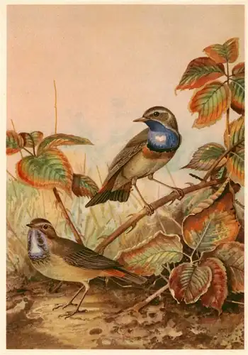 AK / Ansichtskarte  Voegel_Birds_Oiseaux Weisssterninges Blaukehlchen