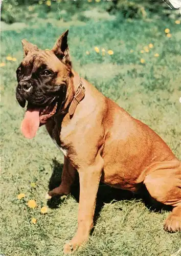 AK / Ansichtskarte  Hunde_dogs_chiens Deutscher Boxer