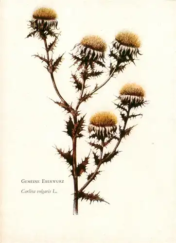 AK / Ansichtskarte  Verlag_Bruckmann_Nr. Gemeine Eberwurz Carlina vulgaris L.