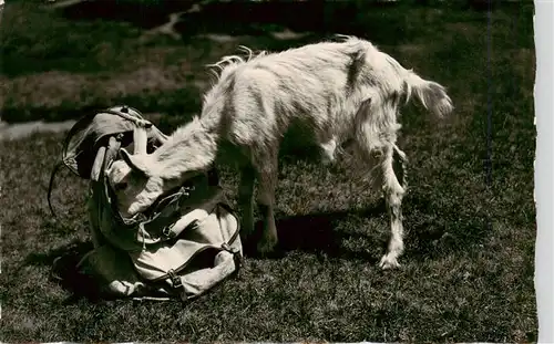 AK / Ansichtskarte  Ziege_Goat_Chevre Gizi auf Besuch 