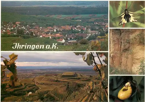 AK / Ansichtskarte  Ihringen_Kaiserstuhl Panorama Schmetterlingshaft Loesshohlgasse Frauenschuh