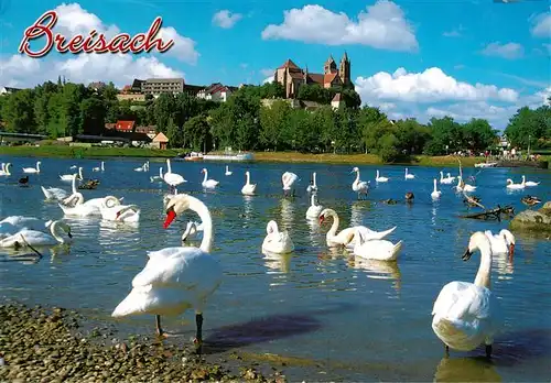 AK / Ansichtskarte  Breisach_Rhein Schwaene am Rhein Blick zum St. Stephansmuenster