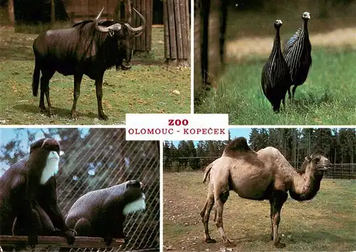 AK / Ansichtskarte  Zoo_Gardin_Zoologique-- Olomouc Kopecek 