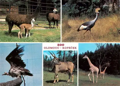 AK / Ansichtskarte  Zoo_Gardin_Zoologique-- Olomouc Kopecek 