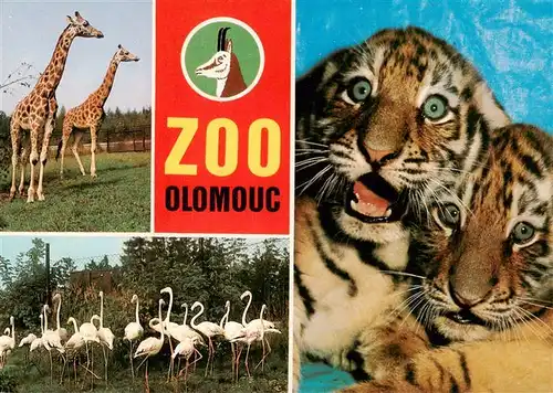 AK / Ansichtskarte  Zoo_Gardin_Zoologique-- Olomouc