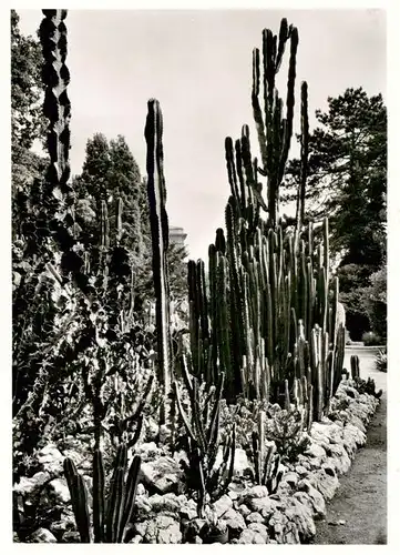 AK / Ansichtskarte  Kakteen Botanischer Garten Universitaet Zuerich 