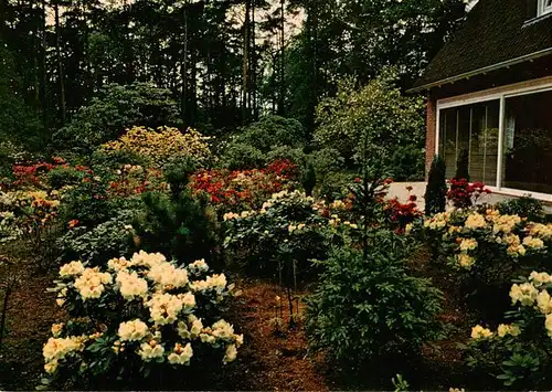 AK / Ansichtskarte  Linswege Rhododendron Hybriden am Gaestehaus