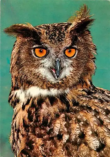 AK / Ansichtskarte  Eule_Owl_Hibou Zoo Frankfurt Uhu 