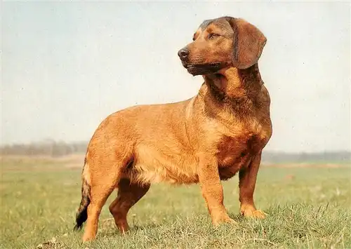 AK / Ansichtskarte  Dackel_Dachshund_Teckel_Hunde_dogs_Chiens_Cani AlpenlaendischErzgebirgische Dachsbracke