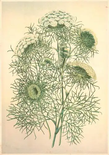 AK / Ansichtskarte  Pflanzen Ammi visnaga Lam Zahnstocher-Ammei 