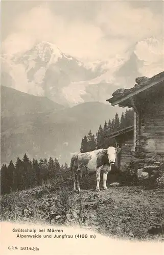 AK / Ansichtskarte  Gruetschalp Alpenweide und Jungfrau