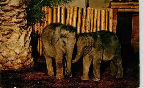 AK / Ansichtskarte  Zoo_Gardin_Zoologique-- San Diego Zoo Baby Indian Elephants