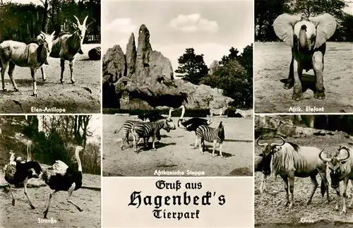 AK / Ansichtskarte 73931965 Zoo_Gardin_Zoologique-- Hagenbecks Tierpark  hamburg-Stellingen