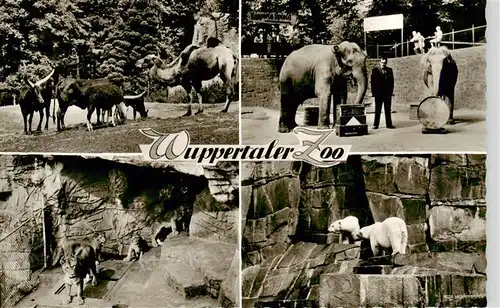 AK / Ansichtskarte 73931968 Zoo_Gardin_Zoologique-- Wuppertaler Zoo Elefant Loewe Eisbaer 