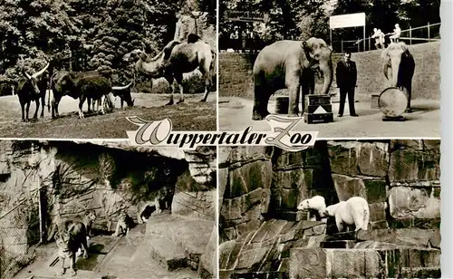 AK / Ansichtskarte  Zoo_Gardin_Zoologique-- Wuppertaler Zoo Elefant Loewe Eisbaer 