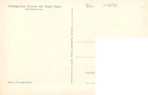 AK / Ansichtskarte  Zoo_Gardin_Zoologique-- Stadt Halle Raubtierkinder 