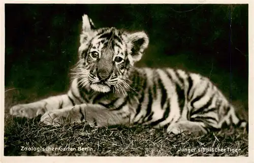 AK / Ansichtskarte  Zoo_Gardin_Zoologique-- Berlin Junger sibirischer Tieger 