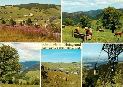 AK / Ansichtskarte 73932292 Hofsgrund_Oberried_Schauinsland Panorama Viehweide Schauinslandbahn