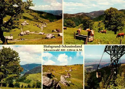 AK / Ansichtskarte 73932301 Hofsgrund_Oberried_Schauinsland Panorama Viehweide Schauinslandbahn