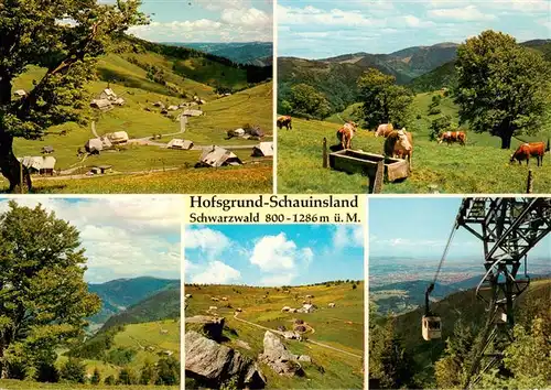 AK / Ansichtskarte 73932884 Hofsgrund_Oberried_Schauinsland Panorama Viehweide Schauinslandbahn