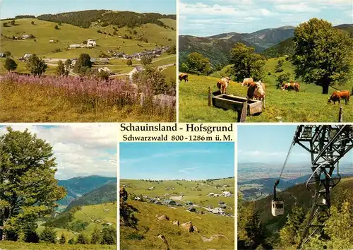 AK / Ansichtskarte  Hofsgrund_Oberried_Schauinsland Panorama Viehweide Schauinslandbahn