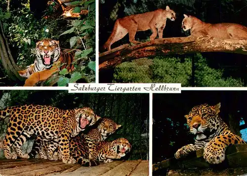 AK / Ansichtskarte  Zoo_Gardin_Zoologique-- Salzburger Tiergarten Hellbrunn Koenigstieger Silberloewen Pumas Jaguare 