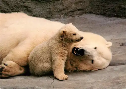 AK / Ansichtskarte  Zoo_Gardin_Zoologique-- Eisbaer Jungem