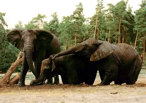 AK / Ansichtskarte 73933613 Elefant Serengeti Safaripark 
