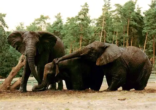 AK / Ansichtskarte  Elefant Serengeti Safaripark 