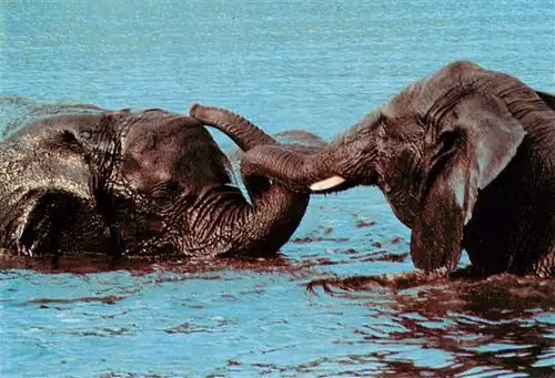 AK / Ansichtskarte  Elefant Serengeti Park 