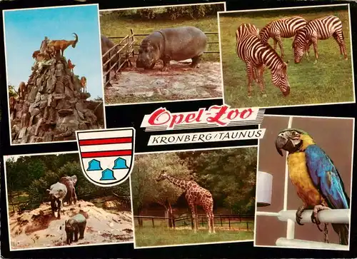 AK / Ansichtskarte 73933615 Zoo_Gardin_Zoologique-- Opel Zoo Kronberg Taunus Zebras Bergziegen Elefanten Papagai