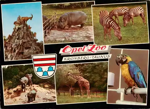 AK / Ansichtskarte  Zoo_Gardin_Zoologique-- Opel Zoo Kronberg Taunus Zebras Bergziegen Elefanten Papagai